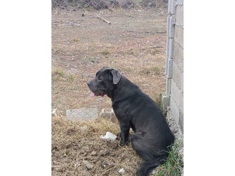 Orjinal cane corso bebekler
