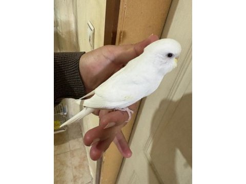 29 günlük albino dişi bebek muhabbet kuşu