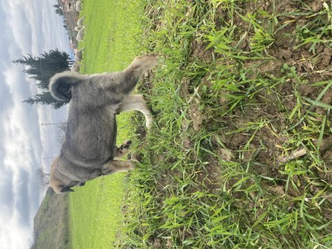 Saf kangal yavrusu