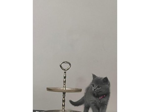 Minik prenses british shorthair