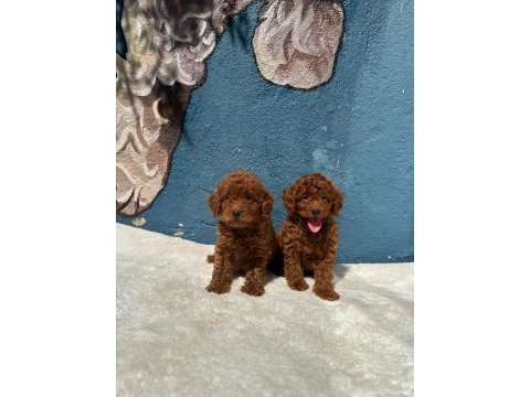 Denizli merkez teslime hazır poodle yavrular 