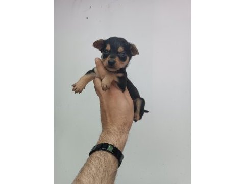 Minyatür pinscher erkek