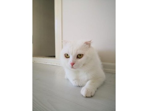 1,5 yaşında beyaz scottish fold leon