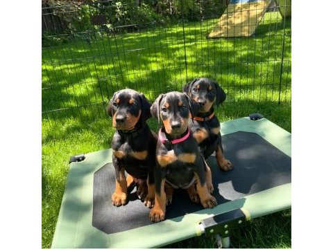 Doberman bebekler sağlık ve ırk garantili teslim