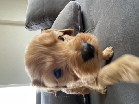 Cockapoo cinsi