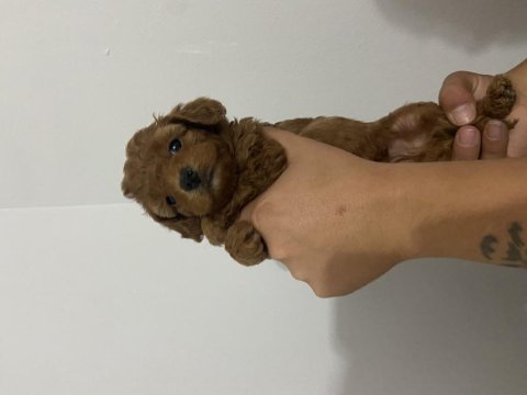 Has birinci kalite toy poodle