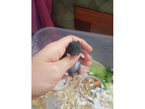 Suriye hamster