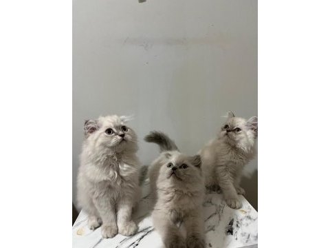 Point british longhair bebekler