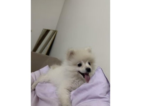 Ankara pomeranian boo