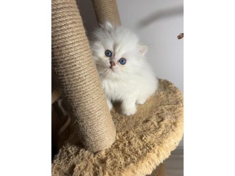 British longhair silver point erkek