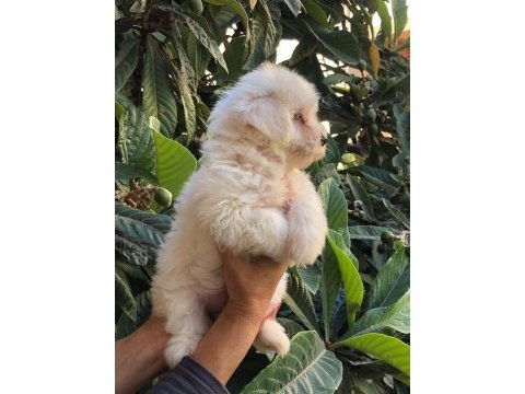 Maltese terrier yavrulari