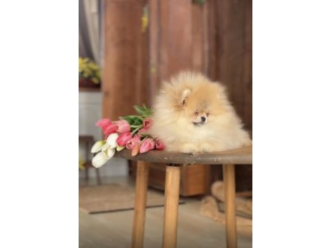 Muhteşem kalite pomeranian dişimiz