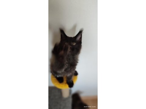 Vaşak kılığına girmiş maine coon leo