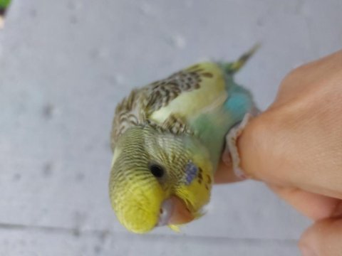 Rengarenk çek jumbo kırığı jumbo muhabbet kuşu