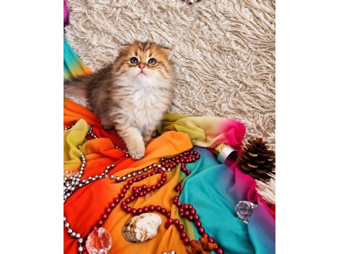 Golden scottish fold pofidik bebekler