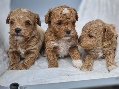 Orijinal kore poodle bebekler