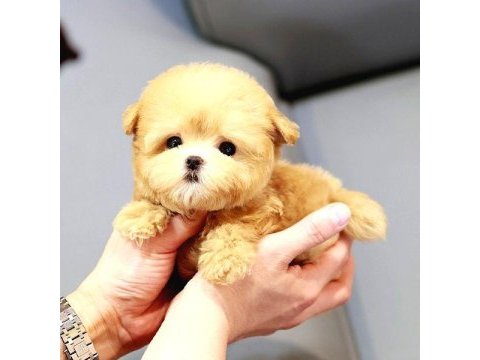 Akıl almaz guzellıktelı toy poodle kuzucuklarımız