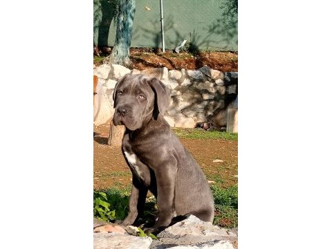 Cane corso blue yavrumuz erkek