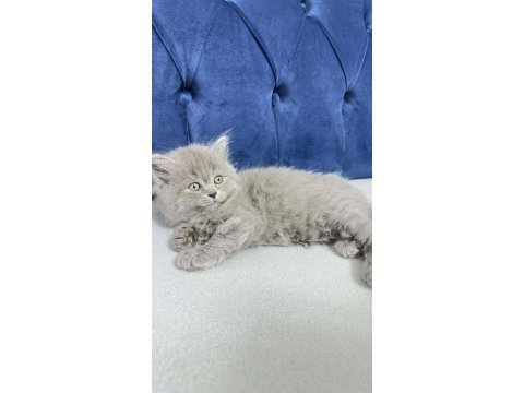 2 aylık kızımız british longhair