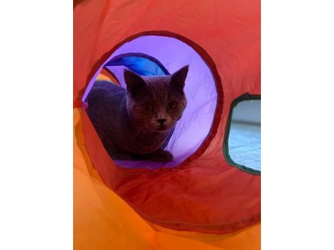 10 aylık erkek british shorthair