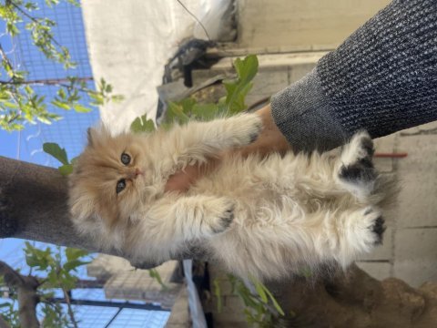 Anne baba şecereli safkan golden british longhair