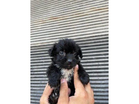 Terrier bebeklerimiz teslime hazırlanıyor