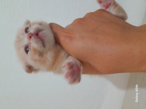 Yavru scottish fold