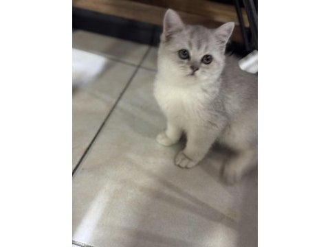 Safkan uysal oyuncu yavru kedilerimiz kolay denk gelmez