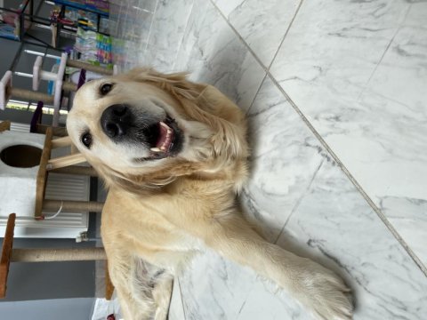 Safkan golden retriever bebekler
