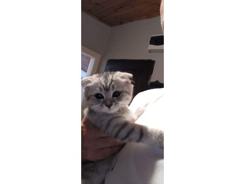 Scottish fold kedisi