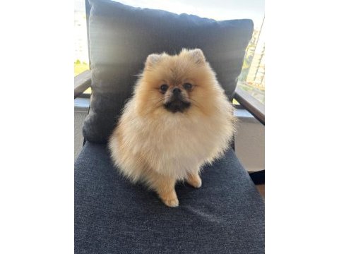 2 yaşında pomeranian teddy face oğlumuzu veriyoruz