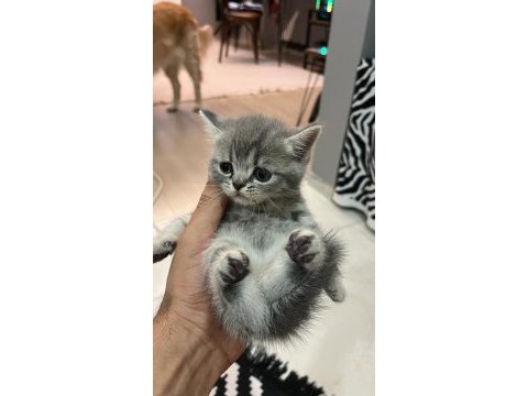 Anne baba british shorthair