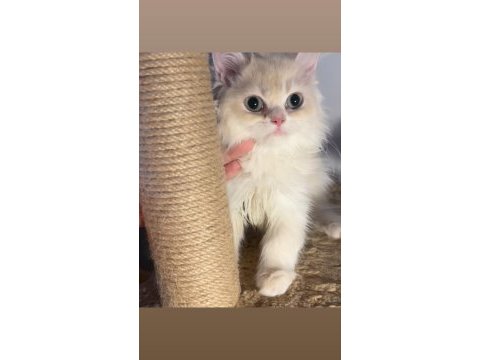 Blh cy12 mükemmel renk erkek british longhair