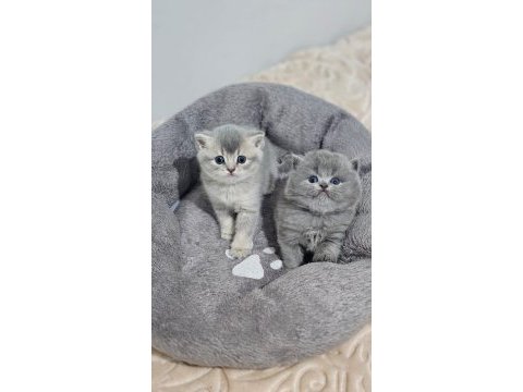 55 günlük british longhair safkan acil sahiplendirilecektir