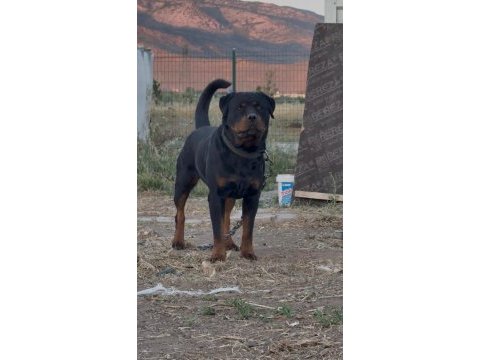 Alman dişi 50 günlük rottweiler