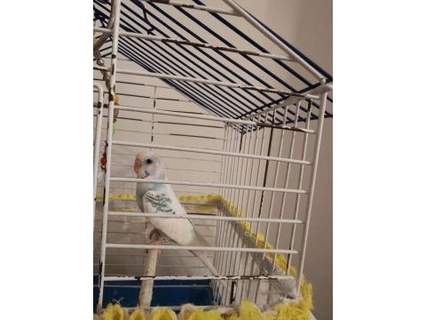 Ele alışkın bebek muhabbet kuşu evinize maskot