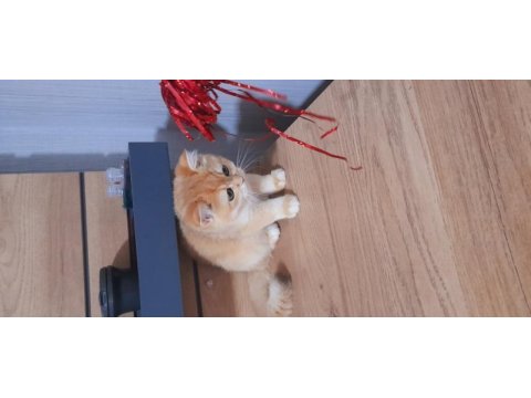 Yurtdışından gelen şampiyona kazanmış kedilerin yavru