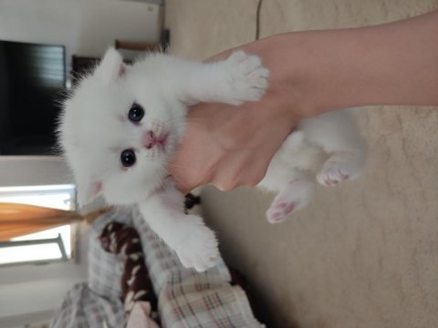 British shorthair bebeklerime yuva arıyorum