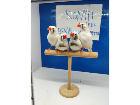 Beyaz karayanak hint bülbülü