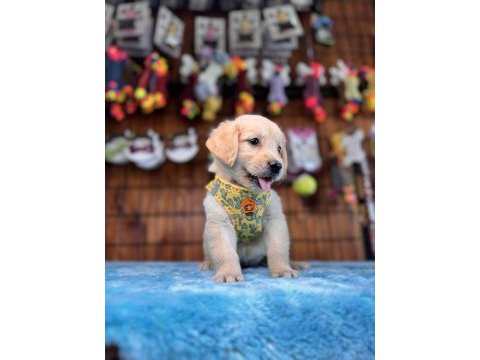 Her eve uygun golden retriever bebekler