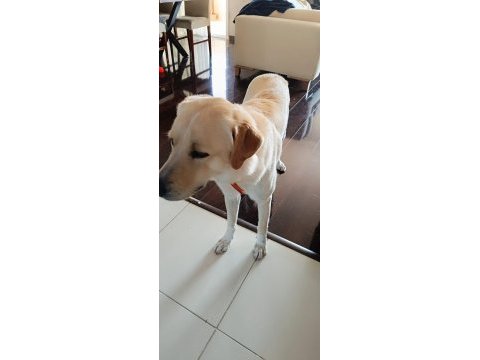 Köpeğimiz yeni aile olmak ister misiniz