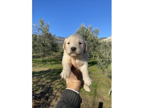 İlk garantili golden retriever yavrularımız