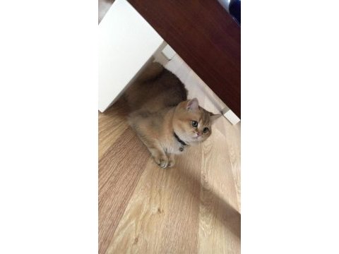 Golden british shorthair oğlumuza yuva arıyoruz