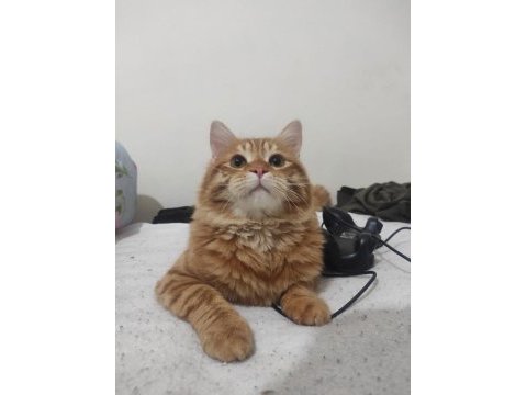 Kedimi üzülerek sahiplendiriyorum