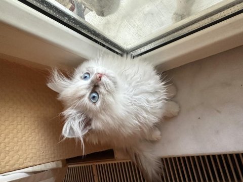 Safkan british longhair yavrular