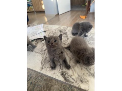 British short hair anne babası bize ait 1 aylık yavrular
