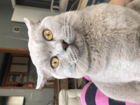Safkan british shorthair lilac erkek