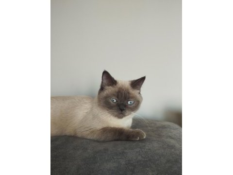 British shorthair blue point dişi 1 yaşında