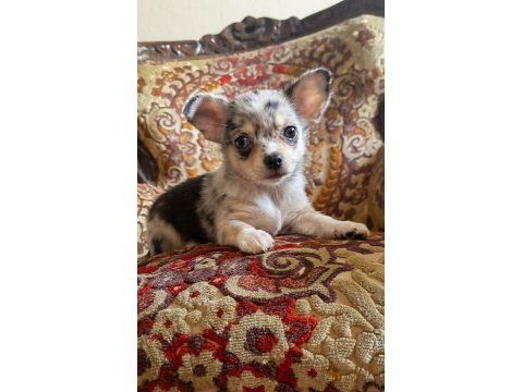 Nadir bulunan merle chihuahua dişi yavrular