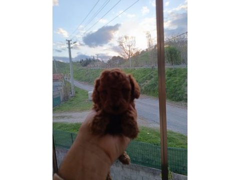 Aaa kalite teacup red brown poodle